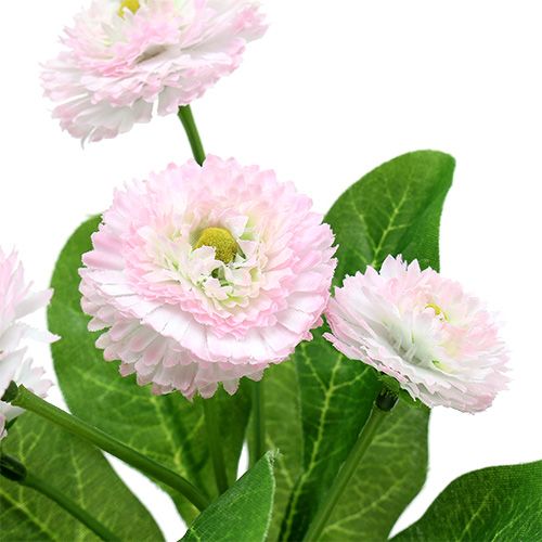 Floristik24 Bellispick pink L 24cm