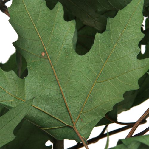 Product Sycamore branches leaves decoration maple leaves green 50-60cm 100g