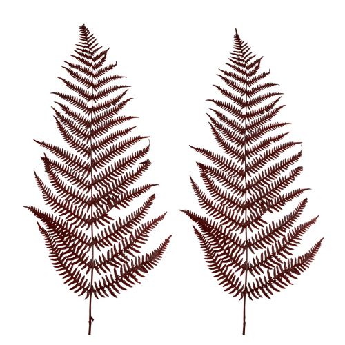 Floristik24 Fern decoration mountain fern dried leaves wine red 50cm 20pcs