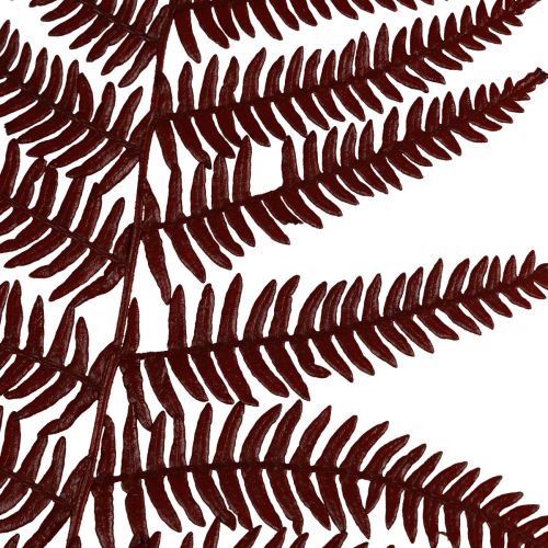 Product Fern decoration mountain fern dried leaves wine red 50cm 20 pcs