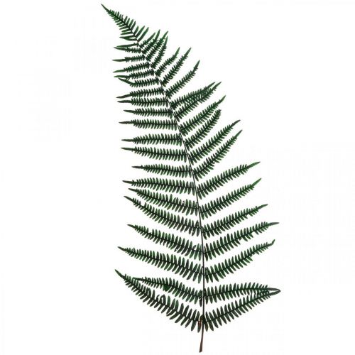 Floristik24 Mountain fern decorative fern preserved fern leaves green 45cm 20pcs