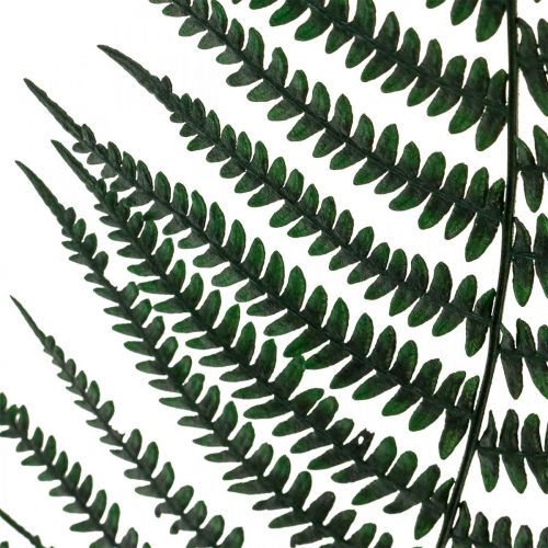 Product Mountain fern decorative fern preserved fern leaves green 45cm 20pcs
