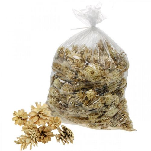 Floristik24 Mountain pine cones small cream 1kg