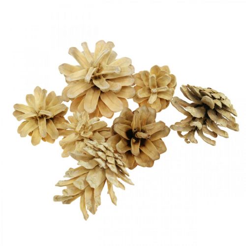 Mountain pine cones small cream 1kg