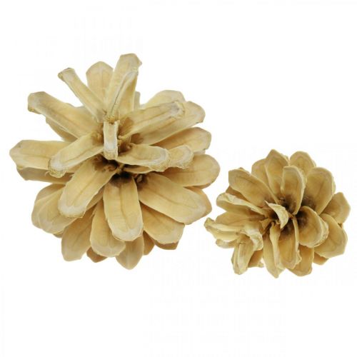 Floristik24 Mountain pine cones small cream 1kg