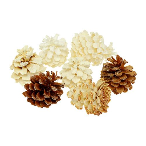 Floristik24 Mountain pine cones small bleached 3.5-5cm 1kg