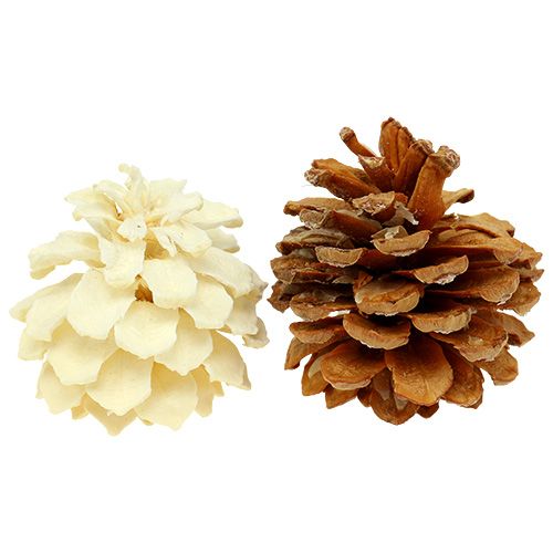 Floristik24 Mountain pine cones small bleached 3.5-5cm 1kg
