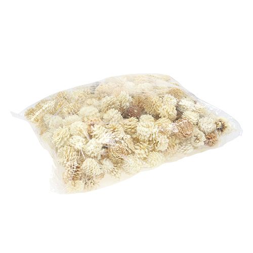 Floristik24 Mountain pine cones small bleached 3.5-5cm 1kg