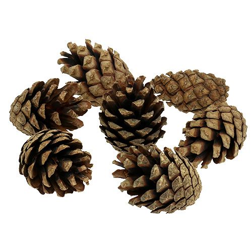 Floristik24 Mountain pine cones Pine cones 2kg