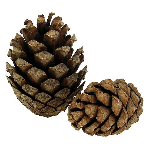 Floristik24 Mountain pine cones Pine cones 2kg