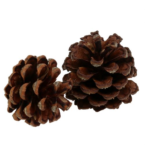 Floristik24 Mountain pine cones small natural 1kg