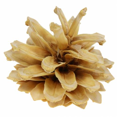 Floristik24 Mountain pine cones Pinus mugo cream 2-5cm 1kg