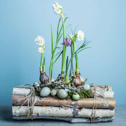 Floristik24 Birch branches bundled natural 30cm 8 pcs