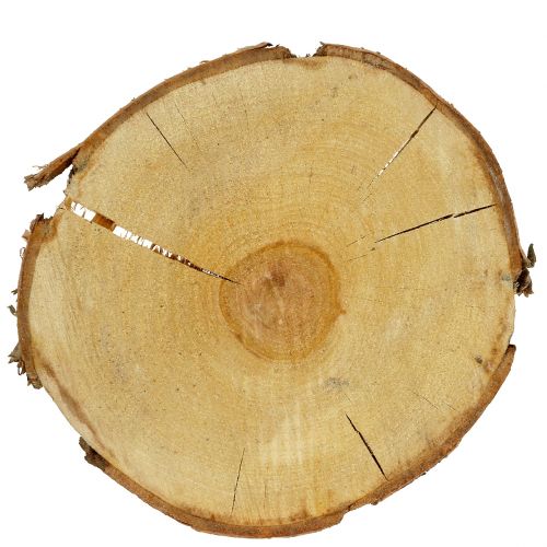 Floristik24 Birch slice natural Ø30cm - 35cm