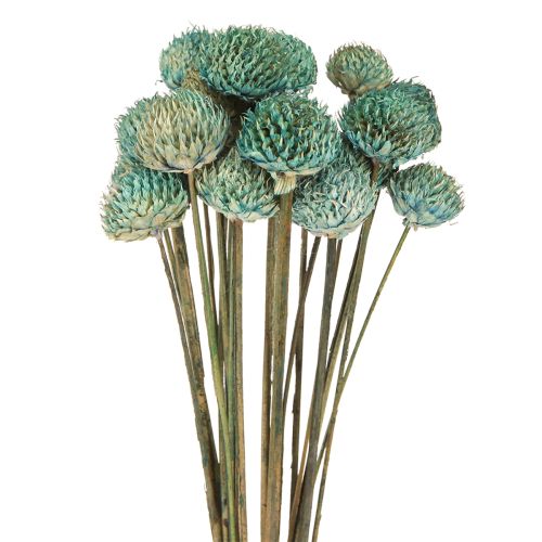 Black Daisy Dyed Dried Flowers Blue H38-40cm 20 pcs