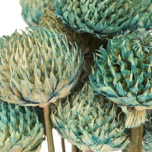 Floristik24 Black Daisy Dyed Dried Flowers Blue H38-40cm 20 pcs