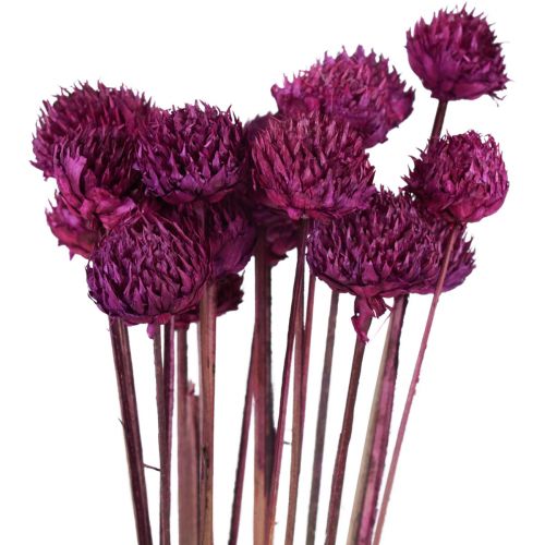 Product Wild Daisy dried flowers decoration violet H36cm 20pcs