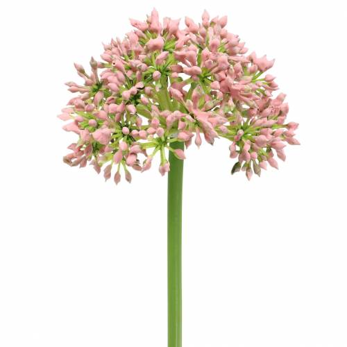 Floristik24 Allium artificial pink 55cm