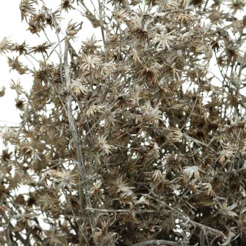 Floristik24 Dry floristry wild flower branch washed white 60cm 100g