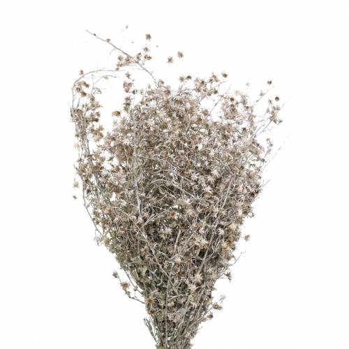 Floristik24 Dry floristry wild flower branch washed white 60cm 100g