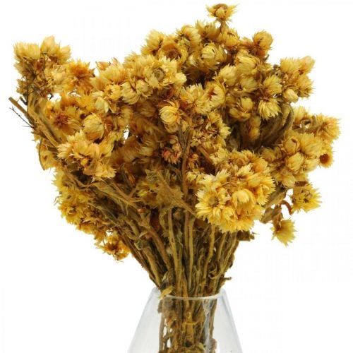 Mini Straw Flower Yellow Dried Flowers Bunch Dry Bouquet H20cm 15g