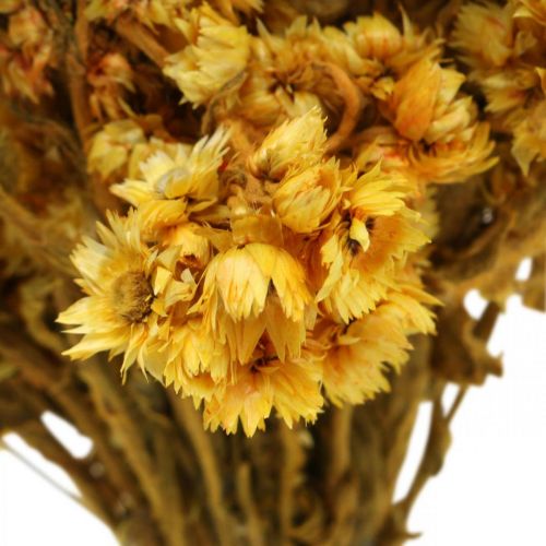 Mini Straw Flower Yellow Dried Flowers Bunch Dry Bouquet H20cm 15g