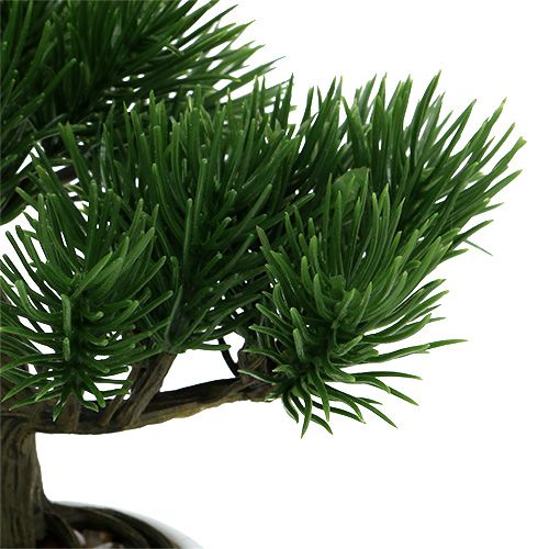 Floristik24 Bonsai tree in a pot 19cm 1p