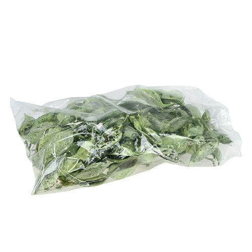 Product Brachyciton Green frosted 500g