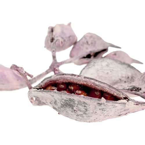 Product Brachyciton blackberry frosted 500g