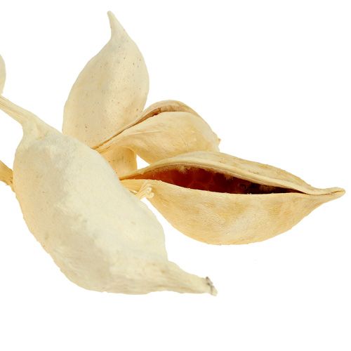 Product Brachyciton bleached 500g