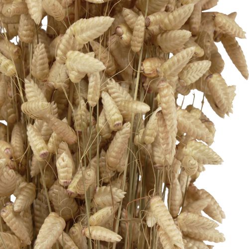 Floristik24 Dried flower quaking grass natural Briza ornamental grass 60cm 100g