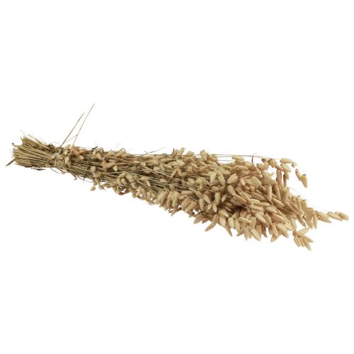 Floristik24 Dried flower quaking grass natural Briza ornamental grass 60cm 100g
