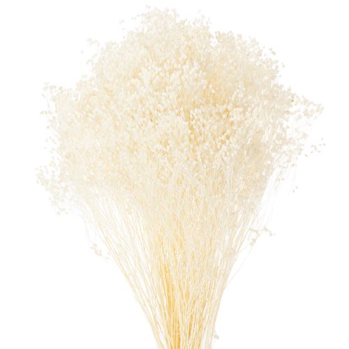 Floristik24 Broom Bloom Bleached Dried Flowers White Long Shelf Life 100g