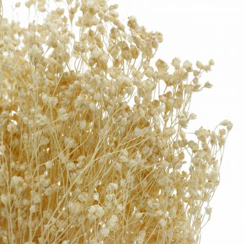 Floristik24 Dried Flowers Broom Bloom Bleached 140g