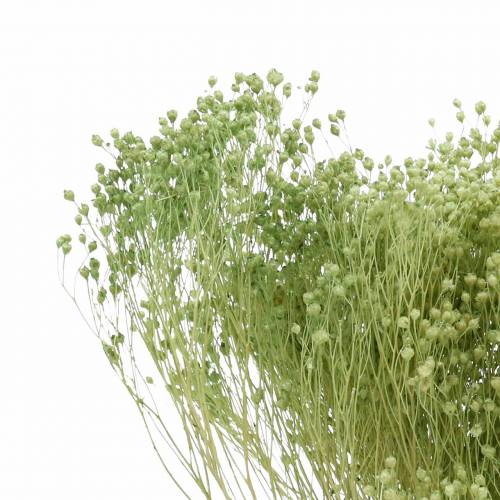Floristik24 Dried Flowers Broom Bloom Light Green 150g