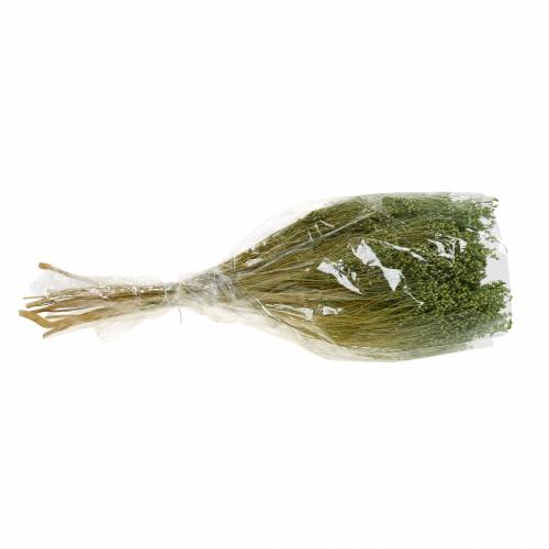 Floristik24 Dried Flowers Broom Bloom Light Green 150g