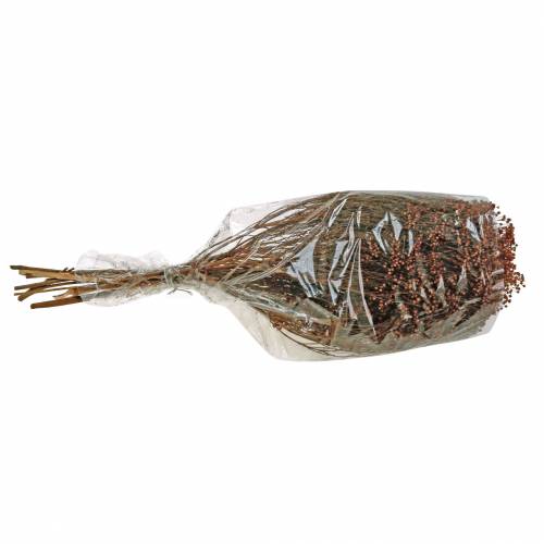 Floristik24 Dried Flowers Broom Bloom Brown 170g