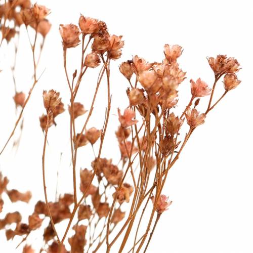 Floristik24 Dried Flowers Broom Bloom Brown 170g