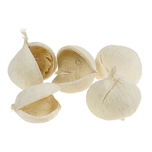 Product Buddha Nut bleached 10 pcs