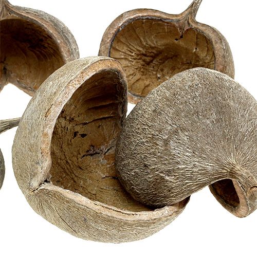 Product Buddha Nuts 8-10cm White Washed 10 pcs