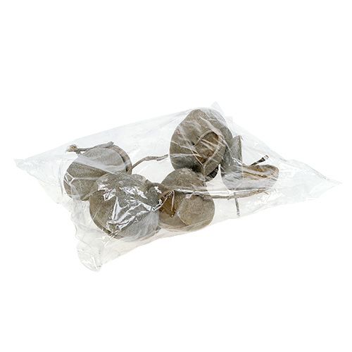 Product Buddha Nuts 8-10cm White Washed 10 pcs