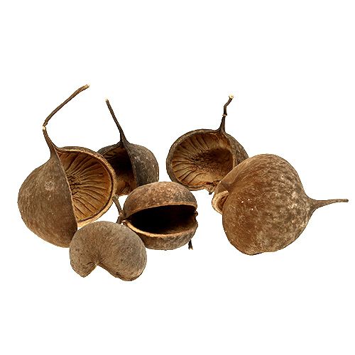 Product Buddha Nut Natural 15 pcs