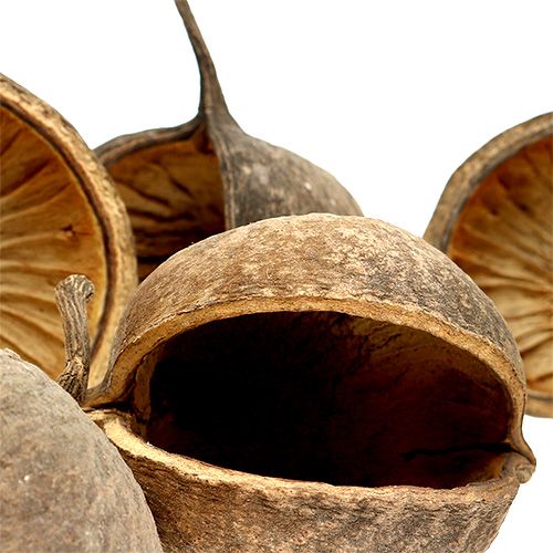 Product Buddha Nut Natural 15 pcs