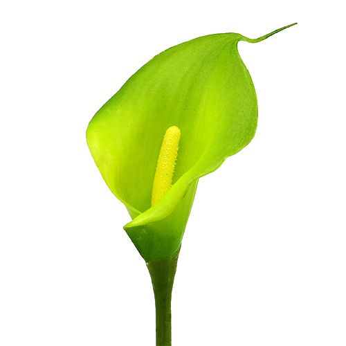 Floristik24 Calla artificial green 8cm L57cm 12pcs