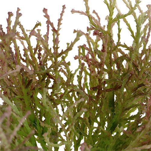 Floristik24 Calocephalus Pink/Green 21.5cm