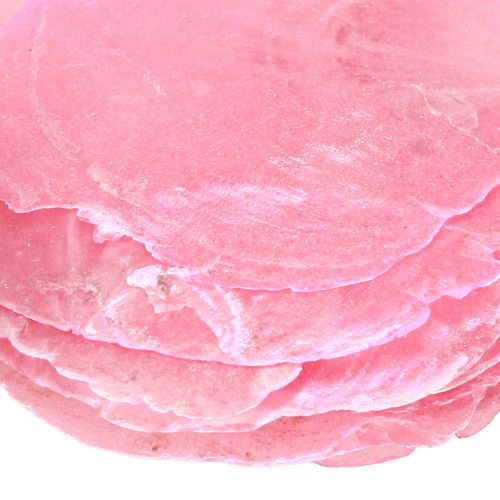 Floristik24 Capiz Shell Decoration in Pink Berry 5cm–8cm Mix 60 pcs