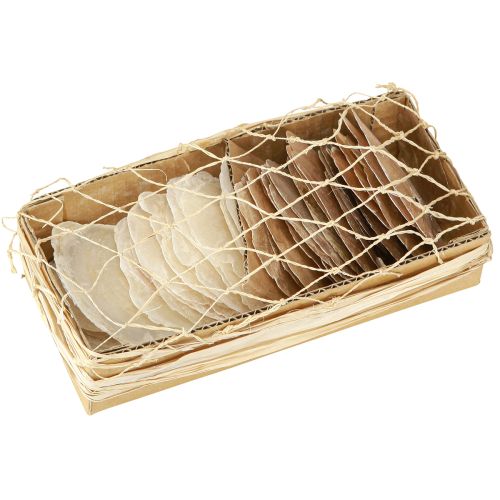 Floristik24 Capiz discs in natural gold shell shells 60 pcs