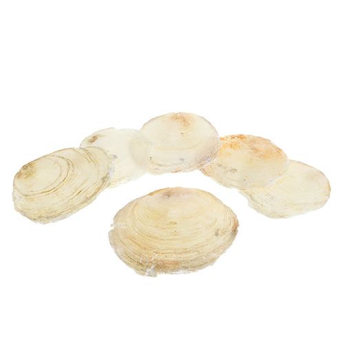 Floristik24 Capiz mussel 500g