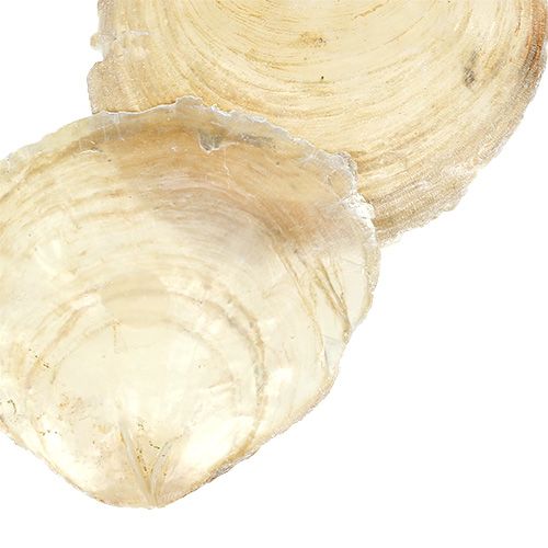 Floristik24 Capiz mussel 500g