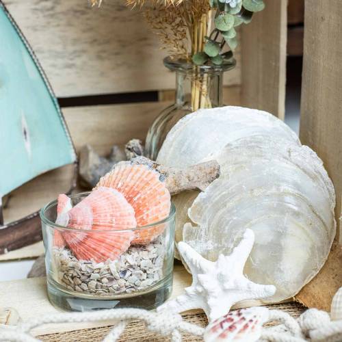 Floristik24 Capiz mussel 500g